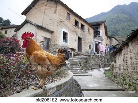 Rooster Perched on a Roadside Wall View Large Photo Image Stock Image - Rooster Perched on a Roadside Wall. Fotosearch