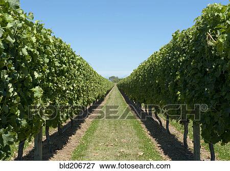 Stock Photo - Row of Grapevines in Vineyard. Fotosearch