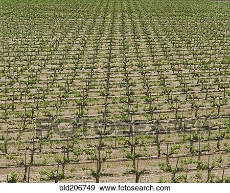Stock Photo - Rows of Grape Vines. Fotosearch