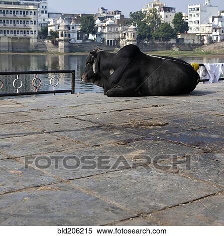 Sacred Cow at the Bathing Ghat View Large Photo Image Stock Photography - Sacred Cow at the Bathing Ghat. Fotosearch