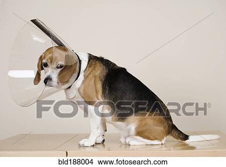 Sad dog wearing medical cone View Large Photo Image Picture - Sad dog wearing medical cone. Fotosearch