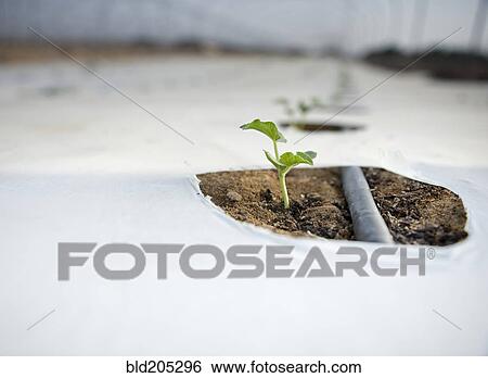Stock Photograph - Seedling Growing in a Greenhouse. Fotosearch