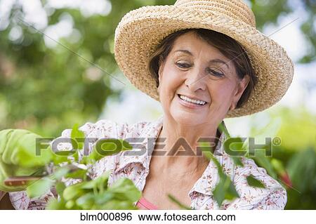Senior Hispanic woman gardening View Large Photo Image Stock Photograph - Senior Hispanic woman gardening. Fotosearch
