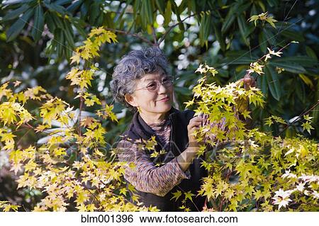Stock Photograph - Senior Japanese woman gardening. Fotosearch