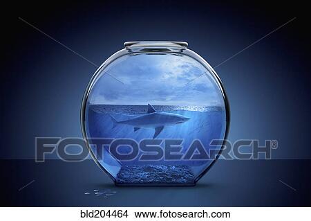 Shark swimming in fishbowl View Large Photo Image Picture - Shark swimming in fishbowl. Fotosearch