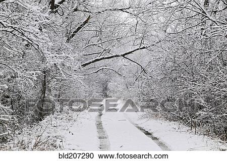Stock Image - Snow Covered Tracks Through the Woods. Fotosearch