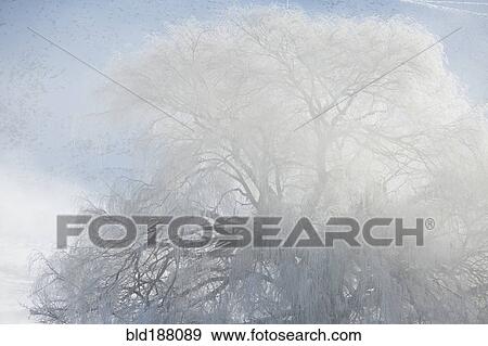 Stock Photo - Snowy tree under clouds. Fotosearch