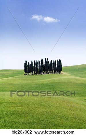 Stand of Cypress Trees in Rolling Meadow View Large Photo Image Stock Image - Stand of Cypress Trees in Rolling Meadow. Fotosearch