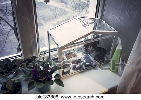 Stock Photography - Terrarium plants growing in window. Fotosearch