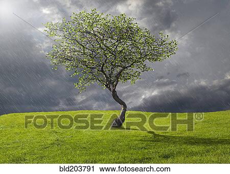 Stock Image - Tree growing in rural landscape. Fotosearch
