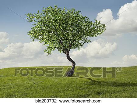 Stock Image - Tree growing in rural landscape. Fotosearch