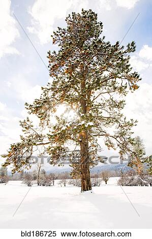Stock Photography - Tree growing in snowy field. Fotosearch