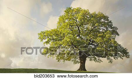 Stock Image - Tree growing on rural hillside. Fotosearch