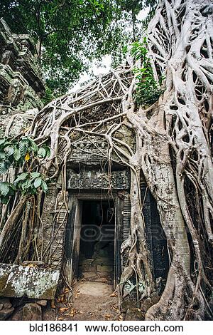 Stock Image - Tree growing over ruins at Angkor Wat, Siem Reap, Cambodia. Fotosearch
