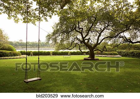 Tree swing in urban park View Large Photo Image Stock Photo - Tree swing in urban park. Fotosearch