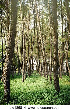 Trees growing in forest View Large Photo Image Picture - Trees growing in forest. Fotosearch