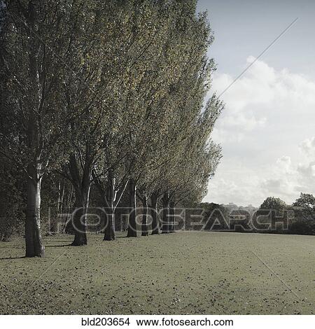 Picture - Trees growing in line in rural field. Fotosearch
