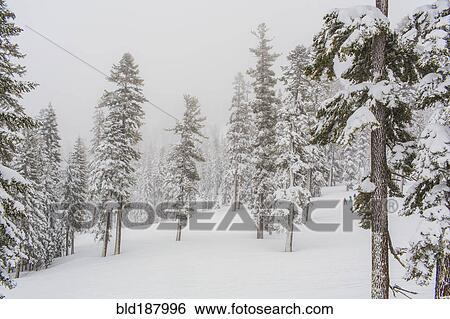 Stock Photograph - Trees growing on snowy remote hillside. Fotosearch