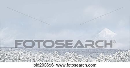 Stock Photograph - Trees in snowy landscape. Fotosearch