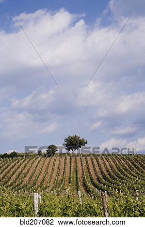 Stock Image - Vineyard and Lone Tree. Fotosearch