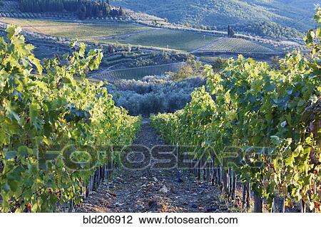 Stock Image - Vineyards. Fotosearch