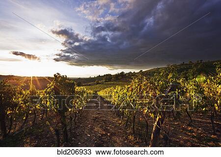 Stock Image - Vineyards. Fotosearch