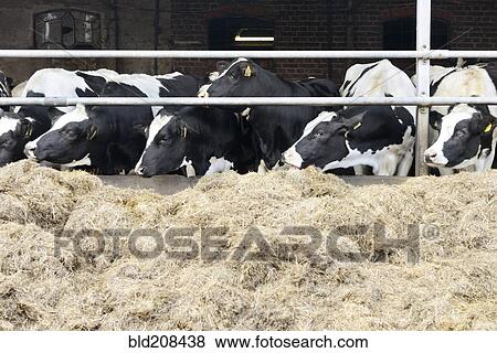 A herd of cows eating hay from feeding rack View Large Photo Image Stock Photo - A herd of cows eating hay from feeding rack. Fotosearch