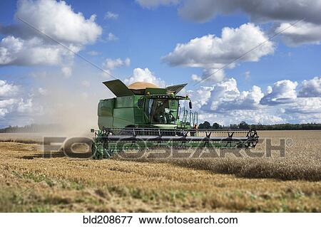 Stock Photo - A large combine harvester machinery cutting the ripe arable crop. Fotosearch