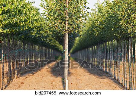 A tree nursery View Large Photo Image Stock Photography - A tree nursery. Fotosearch