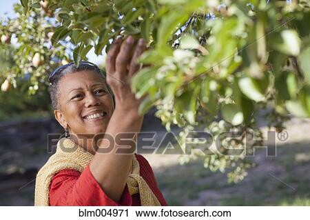 Stock Image - African woman picking fruit. Fotosearch