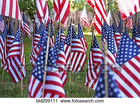 Stock Image - American flags planted in green lawn. Fotosearch
