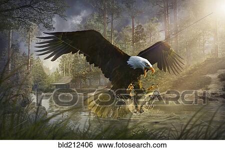 Stock Photograph - Bald eagle catching fish from rural river. Fotosearch