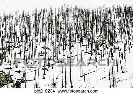 Bare trees in snowy rural landscape View Large Photo Image Picture - Bare trees in snowy rural landscape. Fotosearch