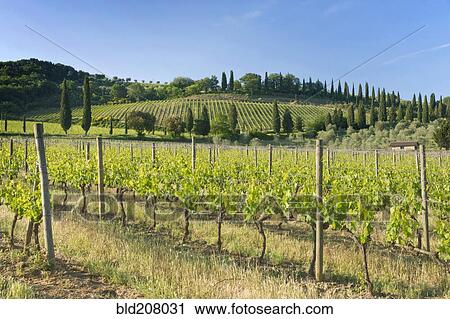 Stock Image - Beautiful Vineyard. Fotosearch