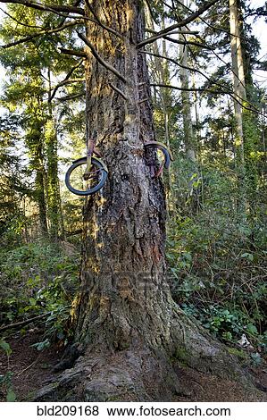 Bicycle lodged in tree in forest View Large Photo Image Stock Photo - Bicycle lodged in tree in forest. Fotosearch