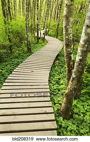 Boardwalk across wetland View Large Photo Image Stock Photo - Boardwalk across wetland. Fotosearch