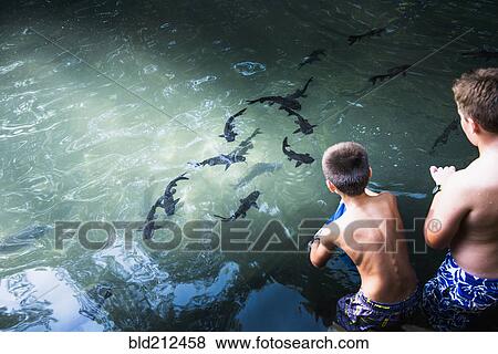 Stock Photo - Boys watching sharks swim in ocean. Fotosearch