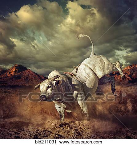 Stock Image - Bucking bull kicking dirt in desert. Fotosearch