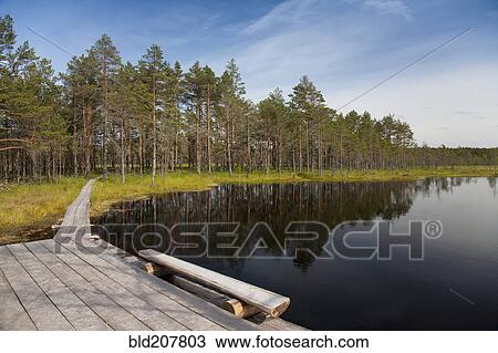 Stock Image - Calm Lake in Viru Bog. Fotosearch