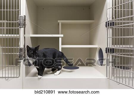 Cat in open cage in animal shelter View Large Photo Image Stock Image - Cat in open cage in animal shelter. Fotosearch