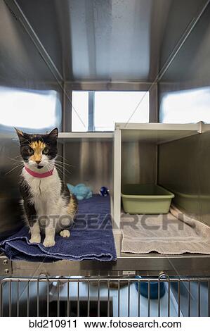 Cat sitting in cage at humane society View Large Photo Image Stock Image - Cat sitting in cage at humane society. Fotosearch