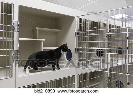 Cat sitting in open cage in animal shelter View Large Photo Image Stock Image - Cat sitting in open cage in animal shelter. Fotosearch
