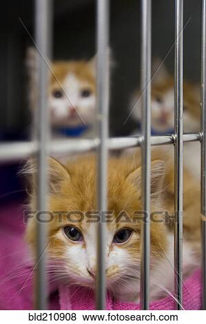 Cats sitting in cage at animal shelter View Large Photo Image Stock Photo - Cats sitting in cage at animal shelter. Fotosearch