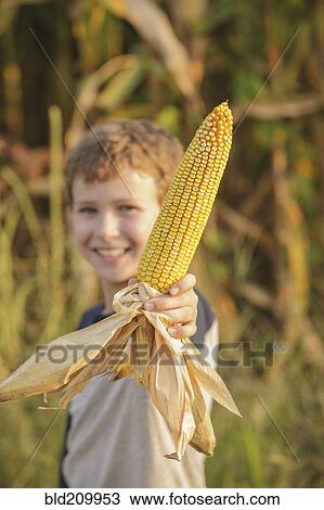 Caucasian boy holding ear of corn on farm View Large Photo Image Stock Image - Caucasian boy holding ear of corn on farm. Fotosearch