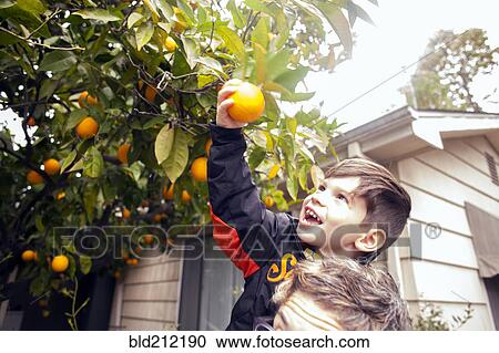 Stock Image - Caucasian boy picking fruit on father's shoulders. Fotosearch