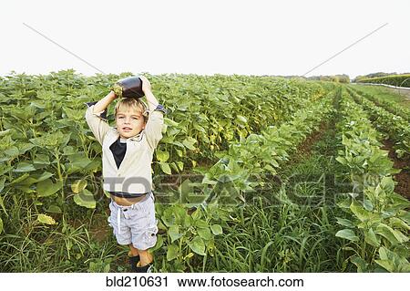 Stock Image - Caucasian boy picking vegetables in field. Fotosearch