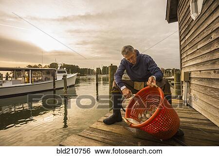 Stock Photograph - Caucasian fisherman washing catch in basket on dock. Fotosearch