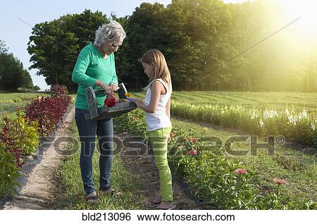 Caucasian grandmother and granddaughter picking flowers on farm View Large Photo Image Stock Photograph - Caucasian grandmother and granddaughter picking flowers on farm. Fotosearch