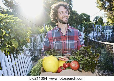 Picture - Caucasian man harvesting vegetables in garden. Fotosearch