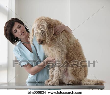 Picture - Caucasian veterinarian listening to dog's heartbeat. Fotosearch